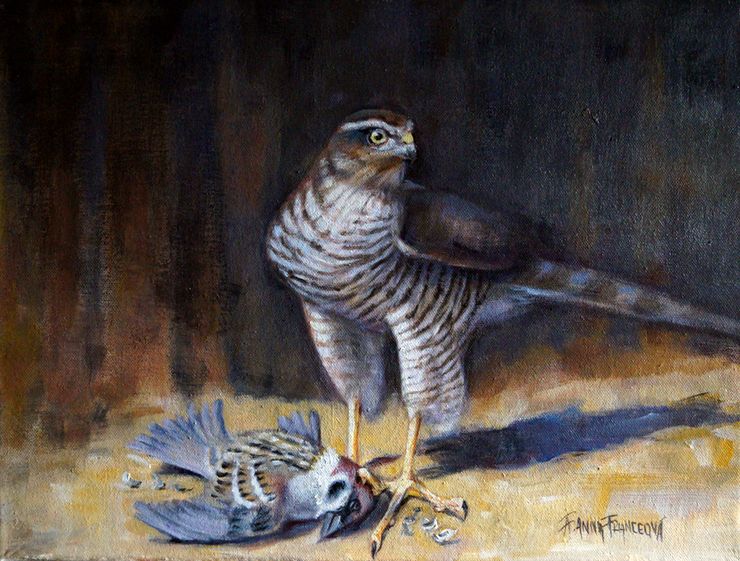 Sparrowhawk (Accipiter nisus) and the prey